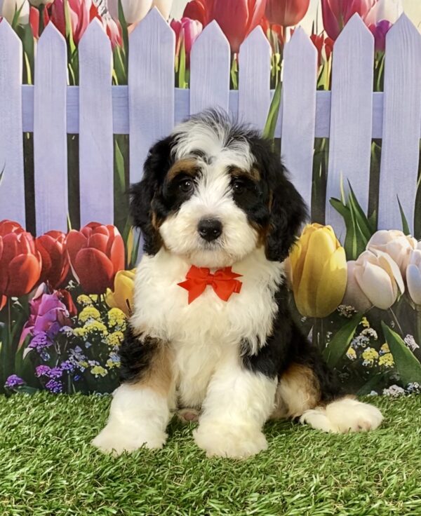 Mr. Royal the Mini-Bernedoodle puppy