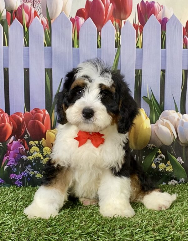 Photo of Mr. Royal the Mini-Bernedoodle puppy