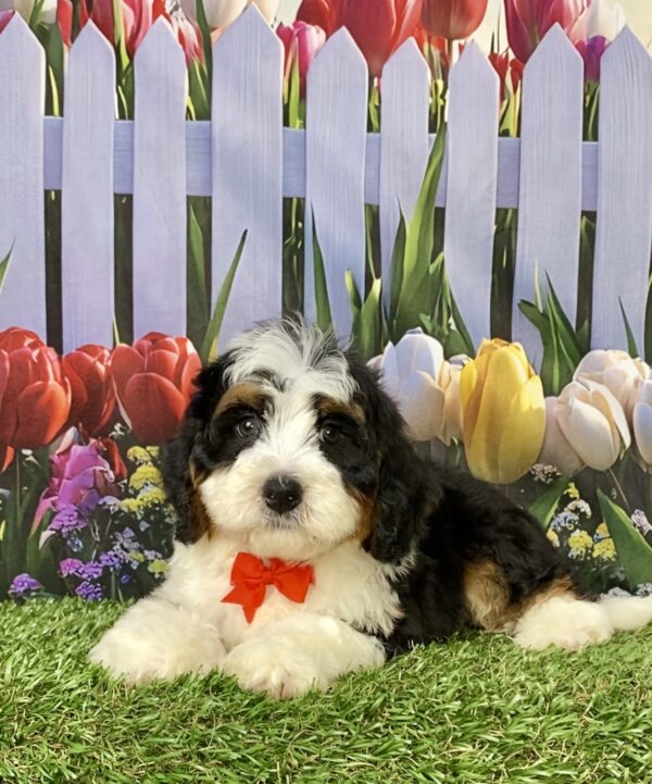 Photo of Mr. Royal the Mini-Bernedoodle puppy