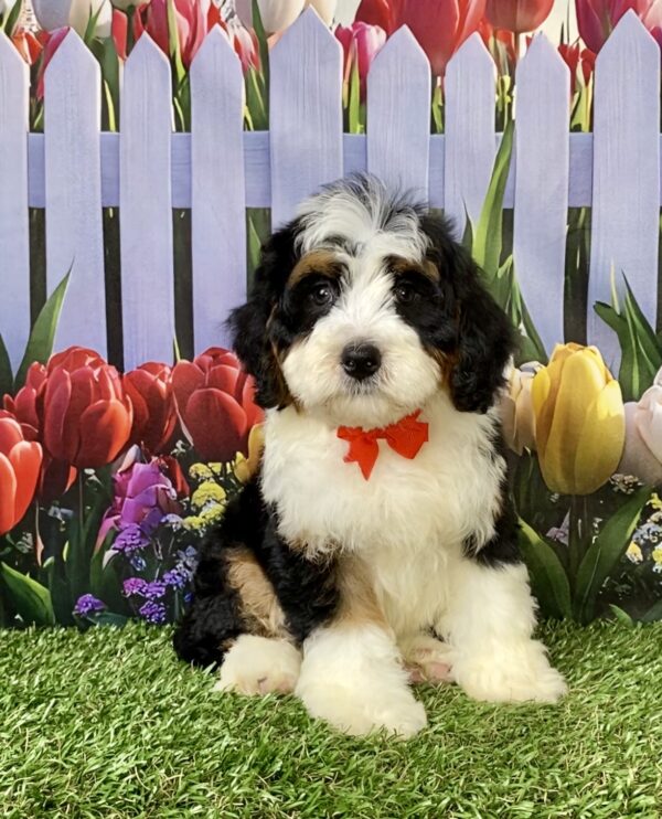 Photo of Mr. Royal the Mini-Bernedoodle puppy