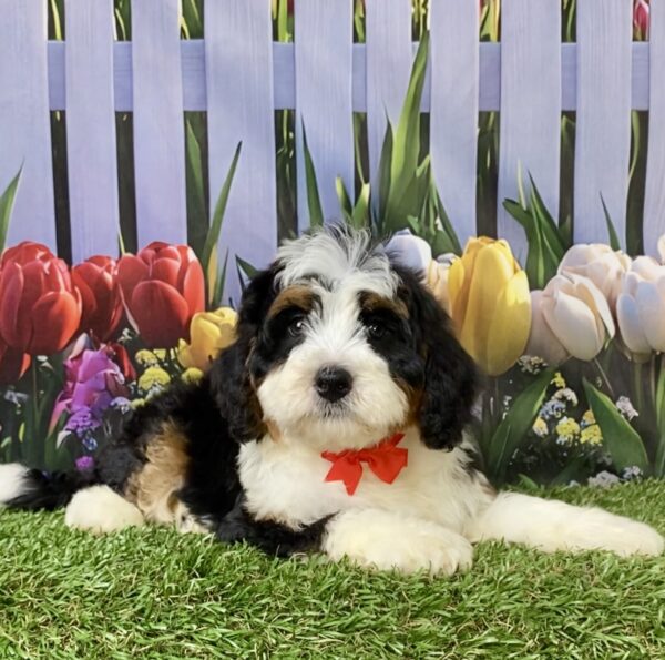 Photo of Mr. Royal the Mini-Bernedoodle puppy