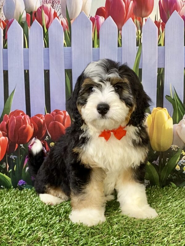 Mr. Royce the Mini-Bernedoodle puppy