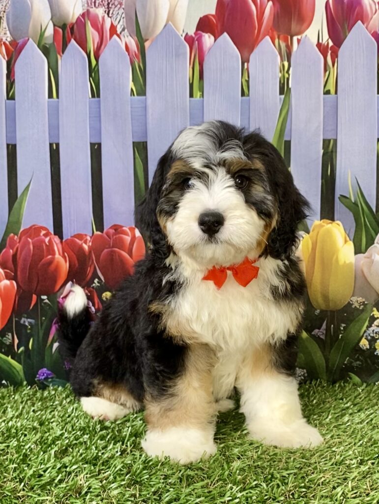 Photo of Mr. Royce the Mini-Bernedoodle puppy