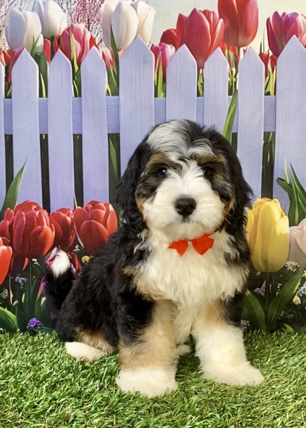 Photo of Mr. Royce the Mini-Bernedoodle puppy