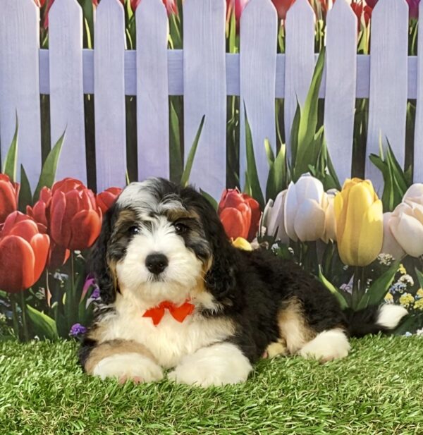 Photo of Mr. Royce the Mini-Bernedoodle puppy