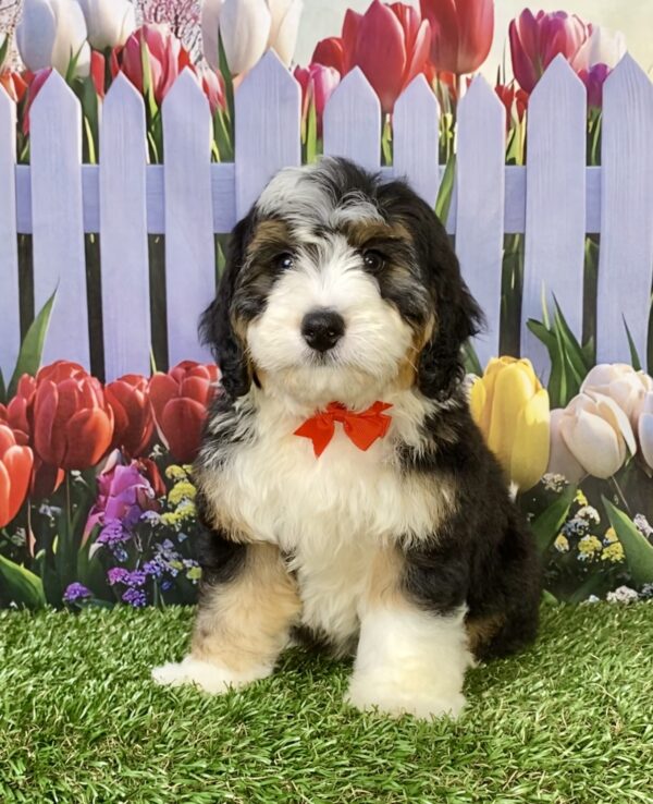 Photo of Mr. Royce the Mini-Bernedoodle puppy