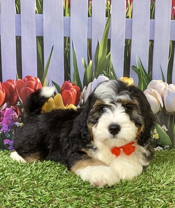Photo of Mr. Royce the Mini-Bernedoodle puppy
