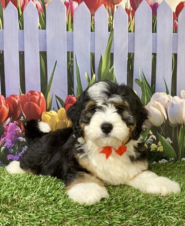 Photo of Mr. Royce the Mini-Bernedoodle puppy