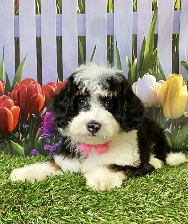 Ms. Fancy the F1B Micro Mini-Bernedoodle puppy