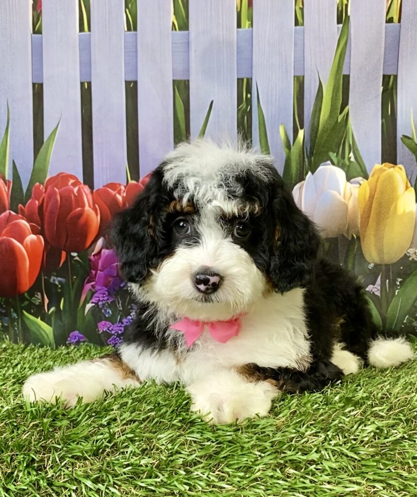 Photo of Ms. Fancy the F1B Micro Mini-Bernedoodle puppy