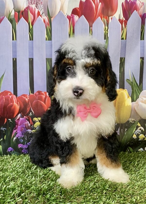 Photo of Ms. Fancy the F1B Micro Mini-Bernedoodle puppy