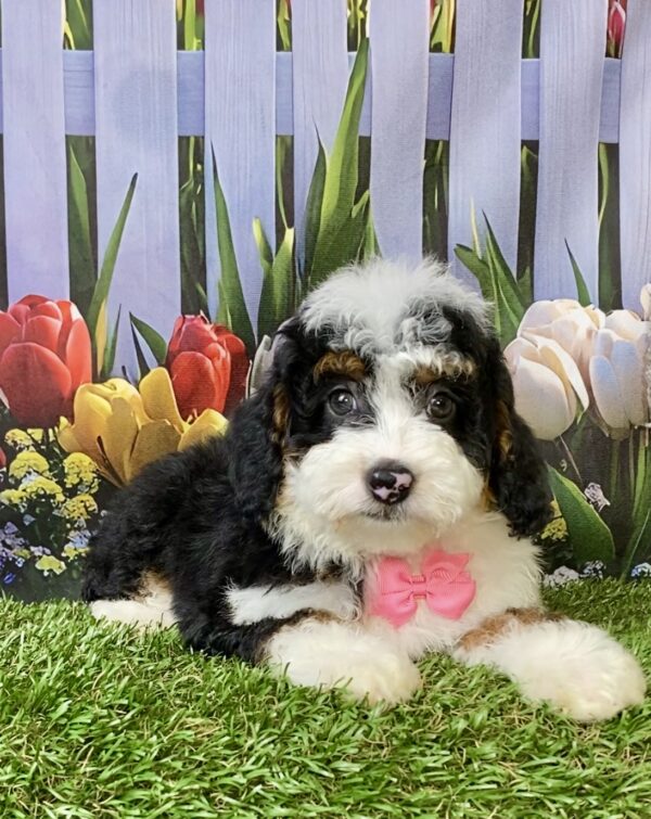 Photo of Ms. Fancy the F1B Micro Mini-Bernedoodle puppy