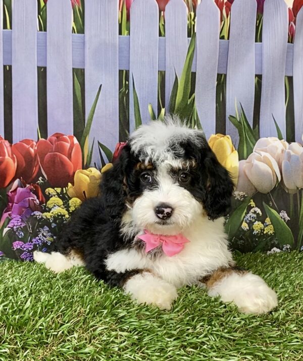 Photo of Ms. Fancy the F1B Micro Mini-Bernedoodle puppy