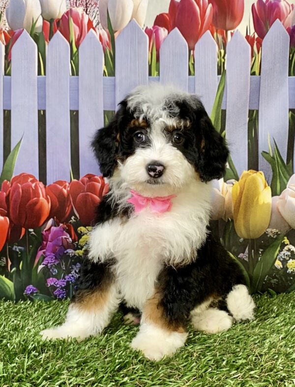 Photo of Ms. Fancy the F1B Micro Mini-Bernedoodle puppy