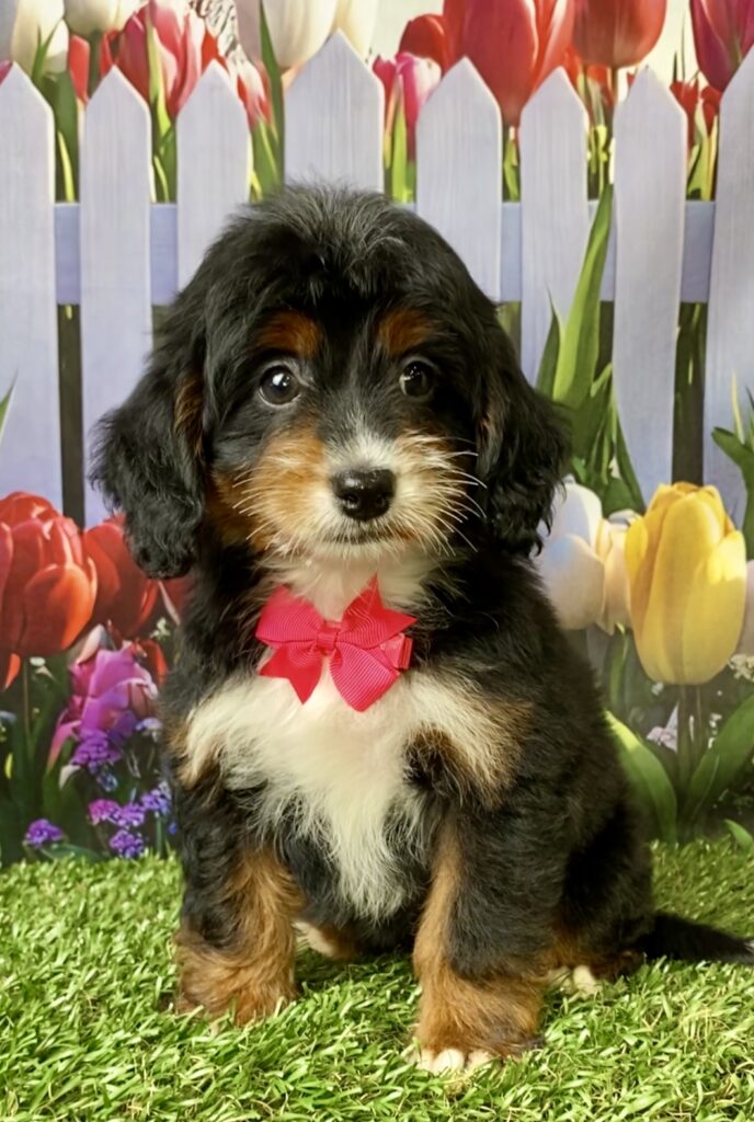 Photo of Ms. Fiona the F1B Micro Mini-Bernedoodle puppy