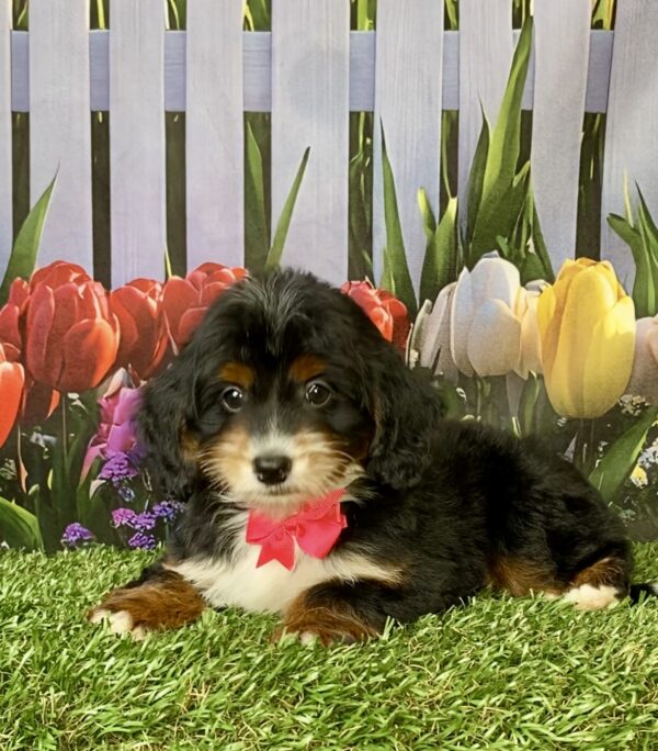 Photo of Ms. Fiona the F1B Micro Mini-Bernedoodle puppy