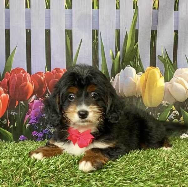 Photo of Ms. Fiona the F1B Micro Mini-Bernedoodle puppy