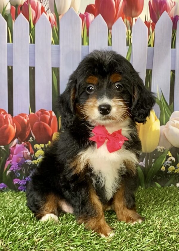 Photo of Ms. Fiona the F1B Micro Mini-Bernedoodle puppy