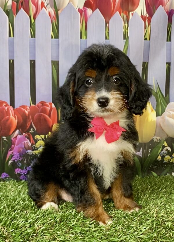 Photo of Ms. Fiona the F1B Micro Mini-Bernedoodle puppy