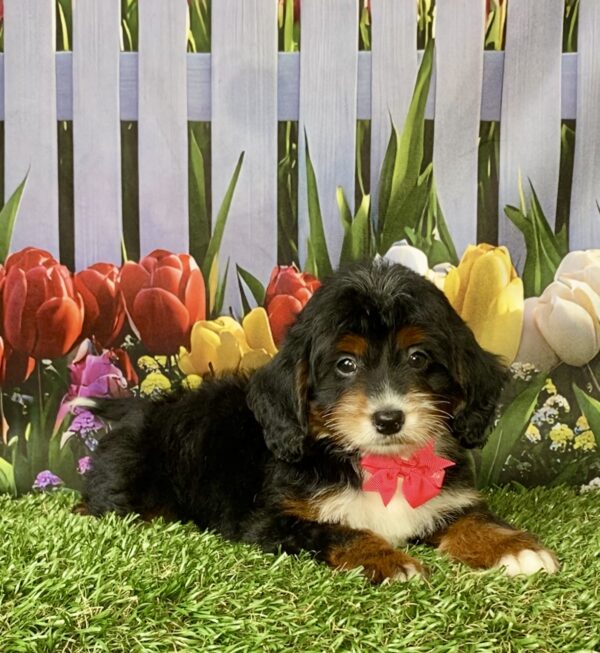 Photo of Ms. Fiona the F1B Micro Mini-Bernedoodle puppy