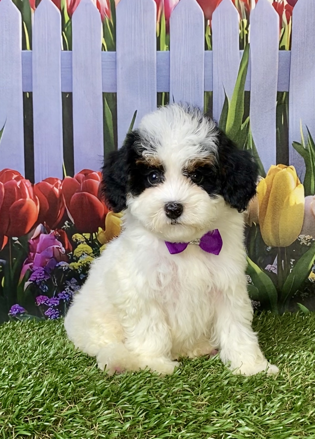 Photo of Ms. Flower the F1B Micro Mini-Bernedoodle puppy
