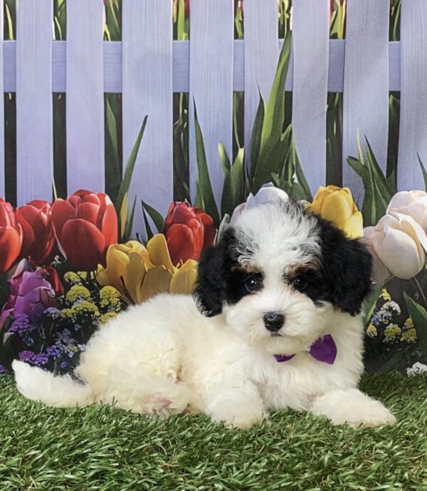 Photo of Ms. Flower the F1B Micro Mini-Bernedoodle puppy