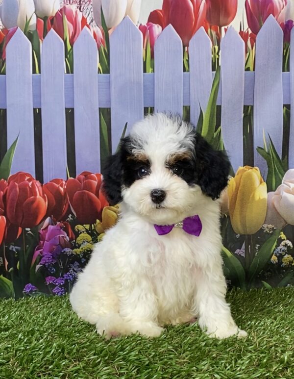 Photo of Ms. Flower the F1B Micro Mini-Bernedoodle puppy