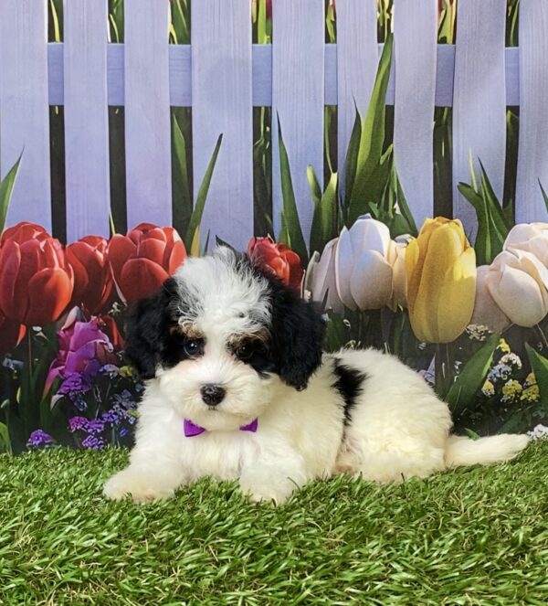 Photo of Ms. Flower the F1B Micro Mini-Bernedoodle puppy