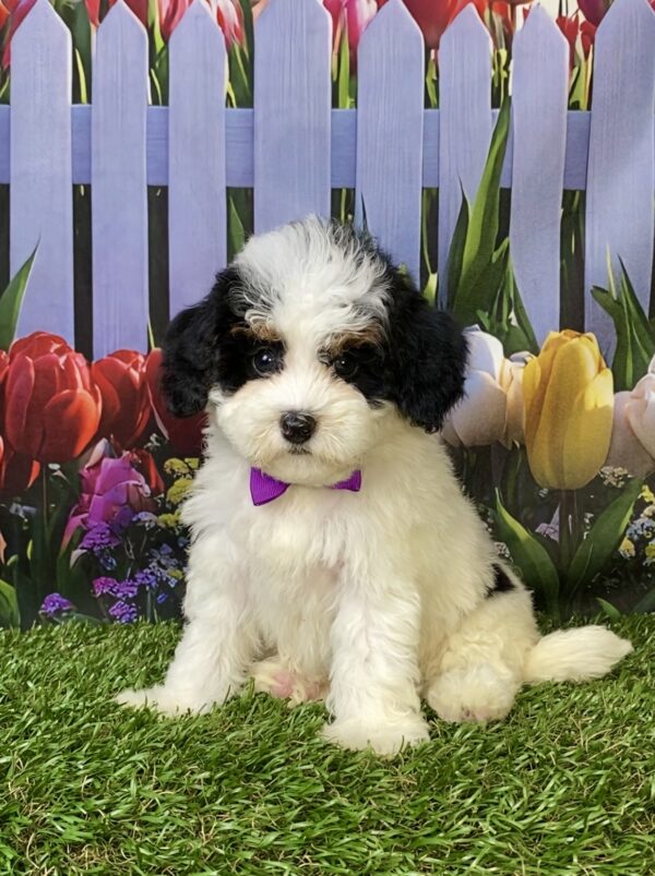 Photo of Ms. Flower the F1B Micro Mini-Bernedoodle puppy