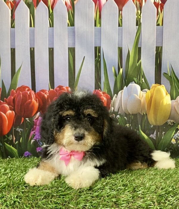 Ms. Mandie the F1B Micro Mini-Bernedoodle puppy