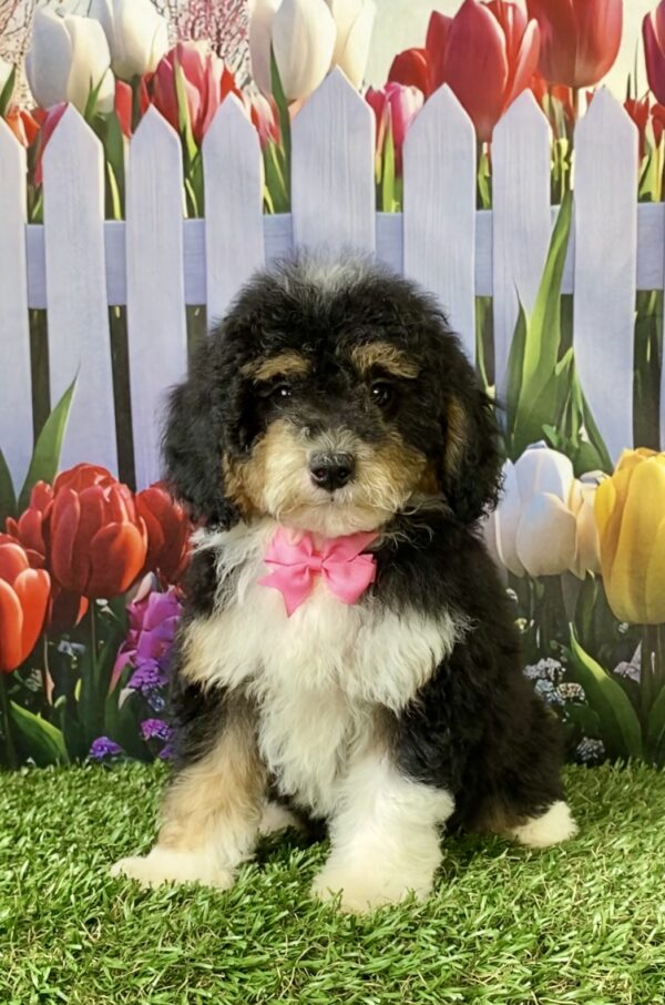 Ms. Mandie the F1B Micro Mini-Bernedoodle puppy