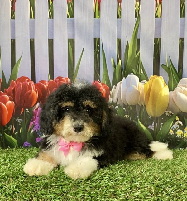 Photo of Ms. Mandie the F1B Micro Mini-Bernedoodle puppy