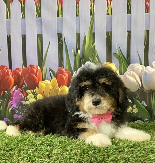 Photo of Ms. Mandie the F1B Micro Mini-Bernedoodle puppy
