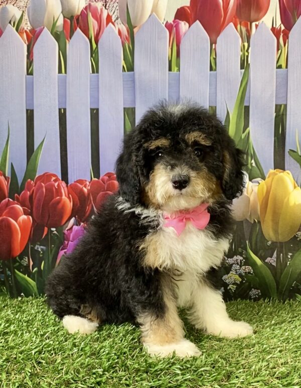 Photo of Ms. Mandie the F1B Micro Mini-Bernedoodle puppy