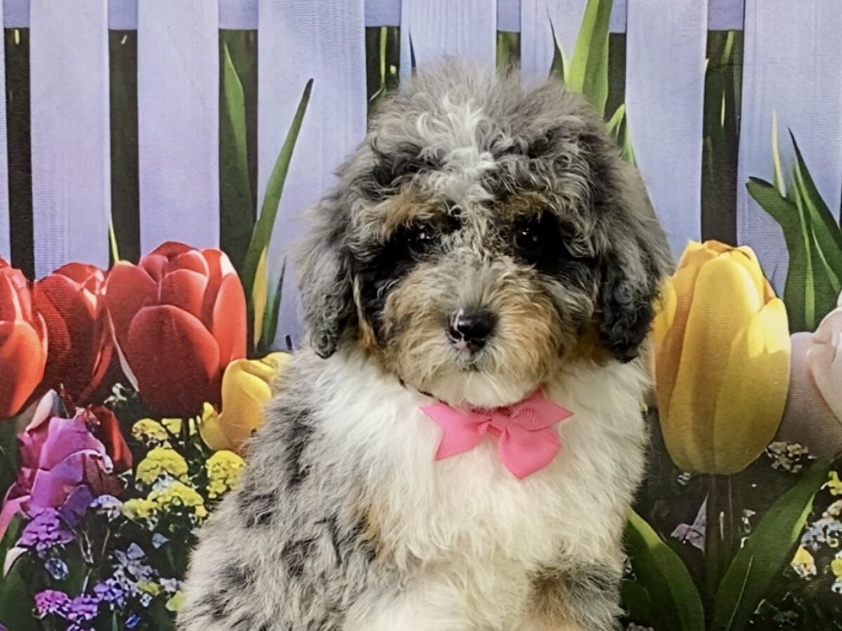Ms. Marcy The F1B Micro Mini-Bernedoodle | The Bernedoodles