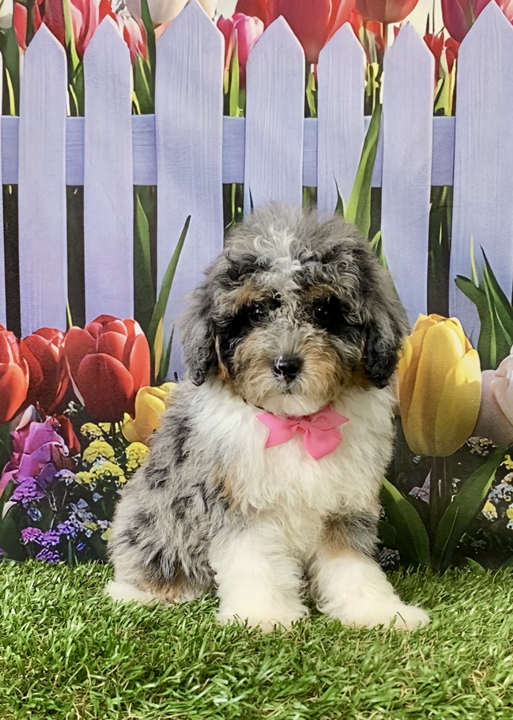 Photo of Ms. Marcy the F1B Micro Mini-Bernedoodle puppy