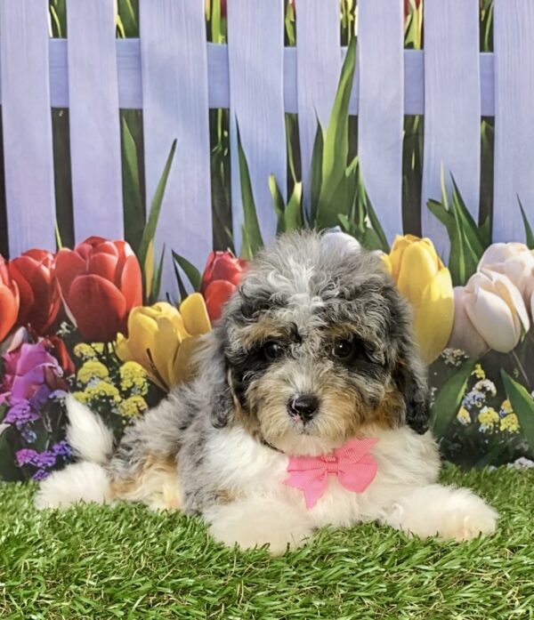 Photo of Ms. Marcy the F1B Micro Mini-Bernedoodle puppy