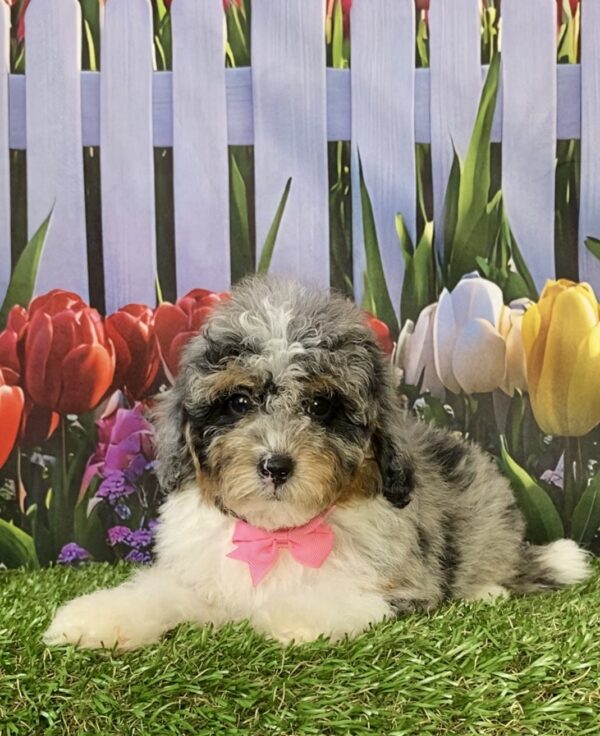Photo of Ms. Marcy the F1B Micro Mini-Bernedoodle puppy