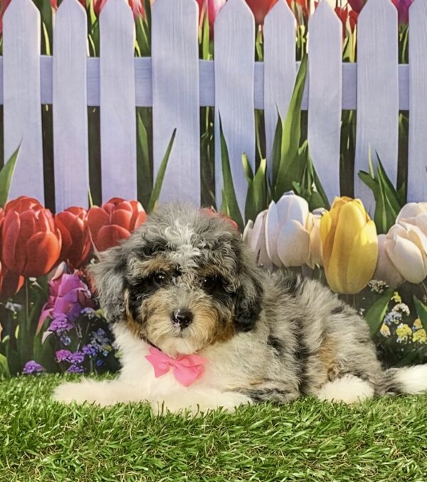 Photo of Ms. Marcy the F1B Micro Mini-Bernedoodle puppy
