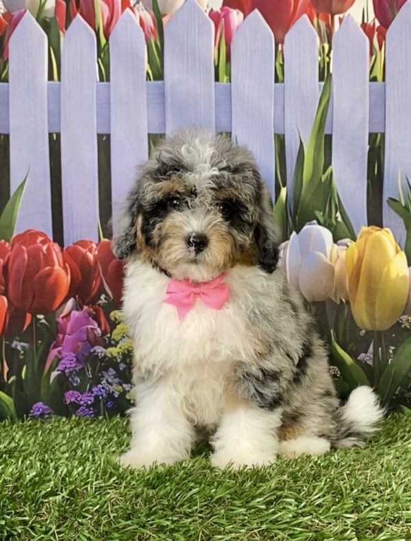 Photo of Ms. Marcy the F1B Micro Mini-Bernedoodle puppy