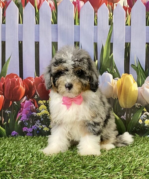 Photo of Ms. Marcy the F1B Micro Mini-Bernedoodle puppy