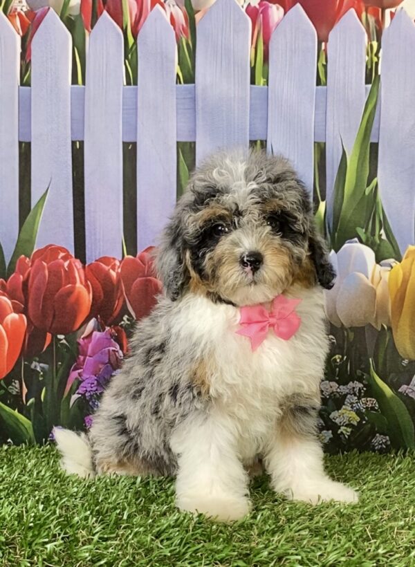 Photo of Ms. Marcy the F1B Micro Mini-Bernedoodle puppy
