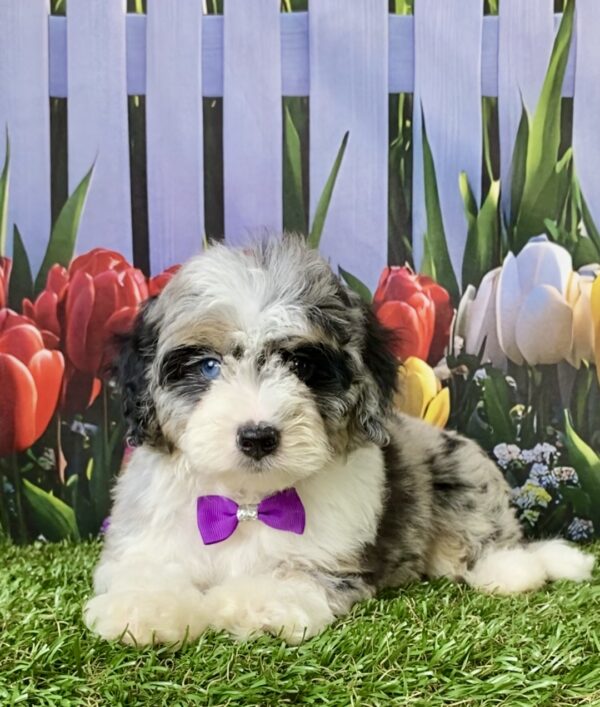 Photo of Ms. Melody the F1B Micro Mini-Bernedoodle puppy