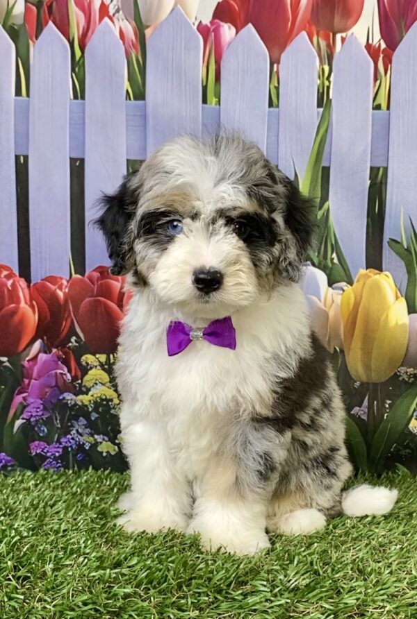 Ms. Melody the F1B Micro Mini-Bernedoodle puppy