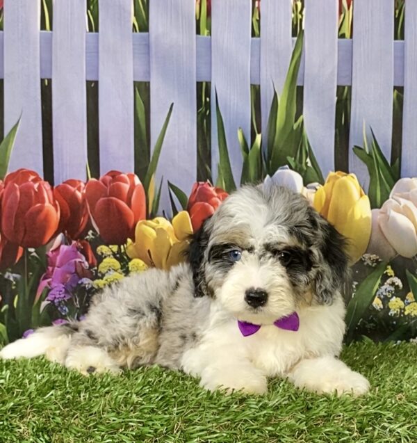 Photo of Ms. Melody the F1B Micro Mini-Bernedoodle puppy
