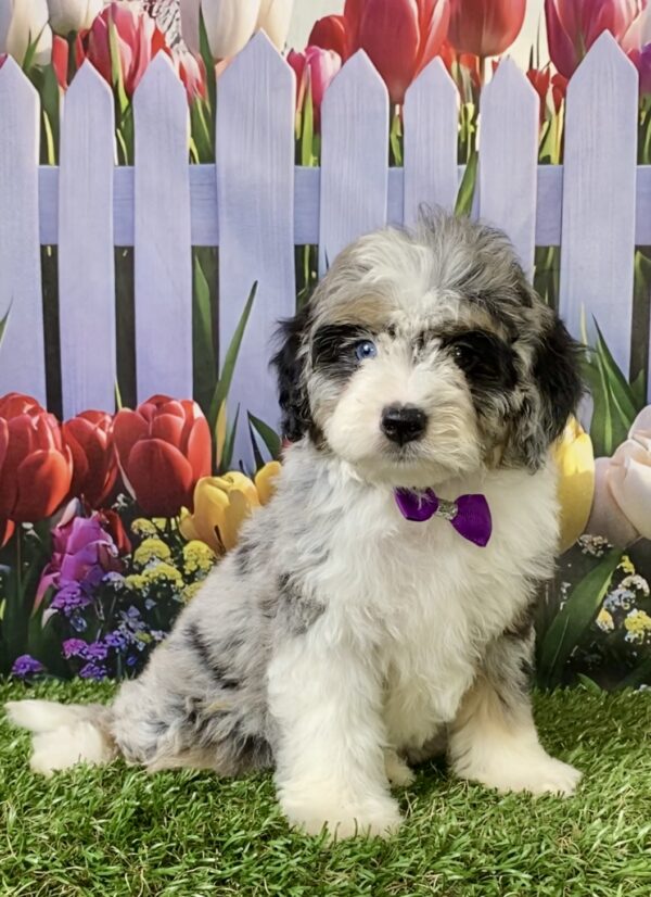 Photo of Ms. Melody the F1B Micro Mini-Bernedoodle puppy