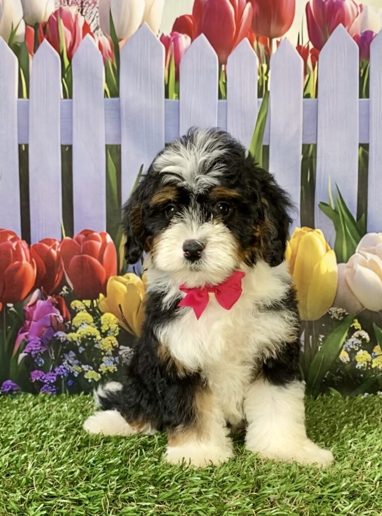 Photo of Ms. Mindy the F1B Micro Mini-Bernedoodle puppy