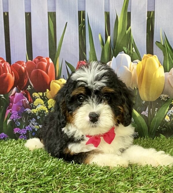 Photo of Ms. Mindy the F1B Micro Mini-Bernedoodle puppy