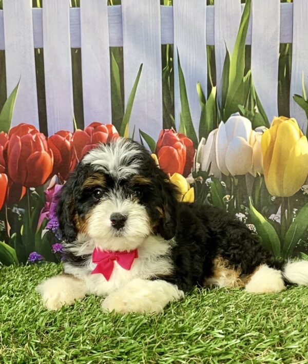 Photo of Ms. Mindy the F1B Micro Mini-Bernedoodle puppy