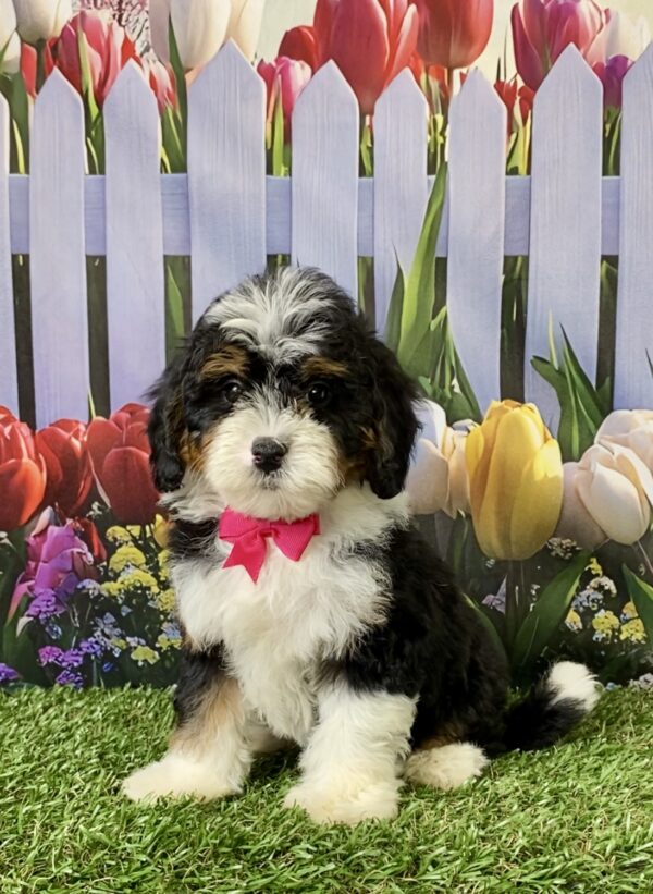 Photo of Ms. Mindy the F1B Micro Mini-Bernedoodle puppy